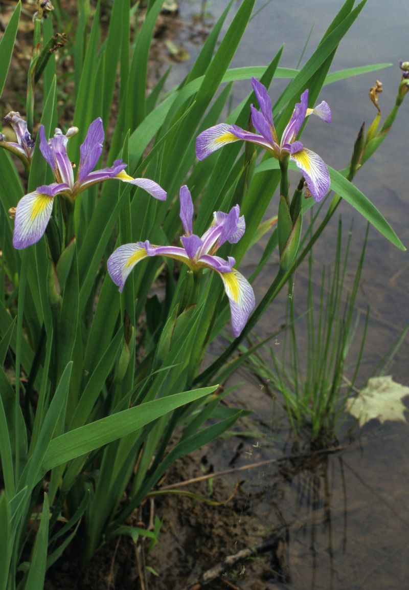 Plant Blue Flag Iris Near Moist Soil Areas