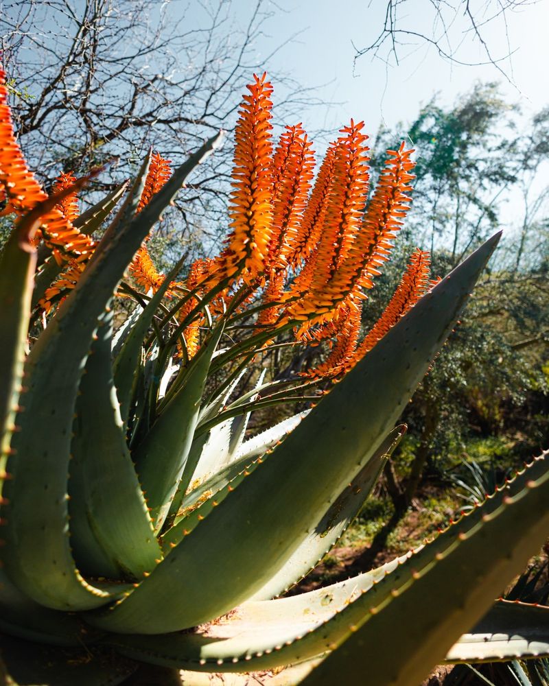 Use Aloe For A Polished Look That Handles Dry Conditions