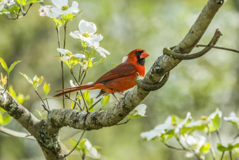 cardinal on flowering dogwood
