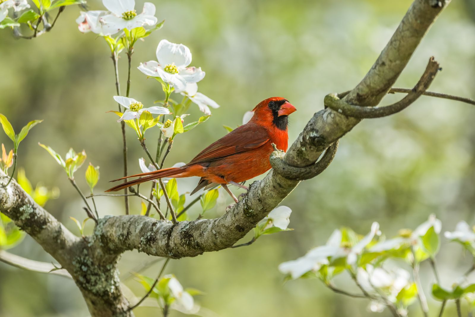 cardinal on flowering dogwood