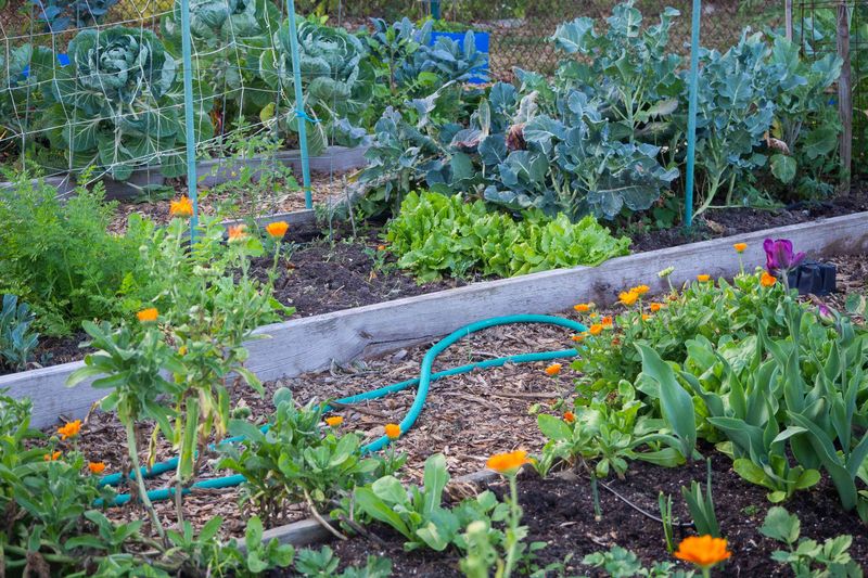 Mix Flowers And Vegetables In The Same Raised Bed