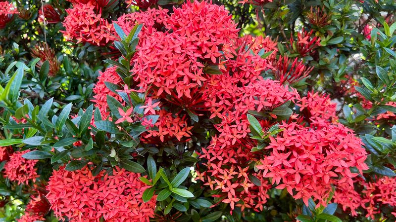 Choose Ixora For Bright Color In Warmer South Florida Yards