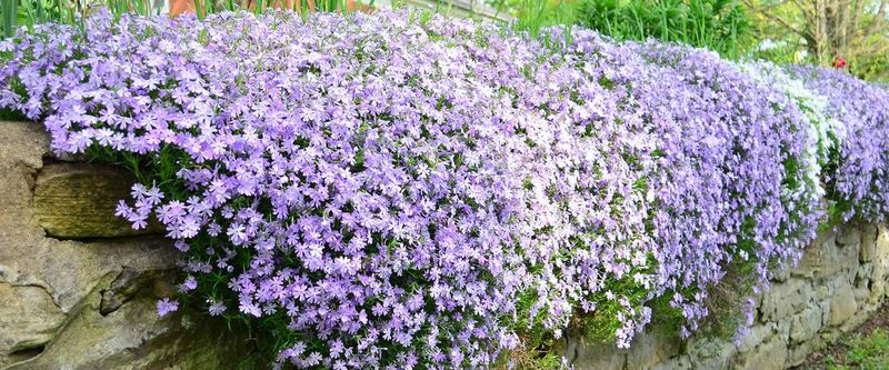 Use Creeping Phlox For Early Season Coverage
