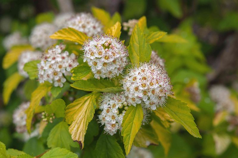 Make A Dense Hedge With Common Ninebark