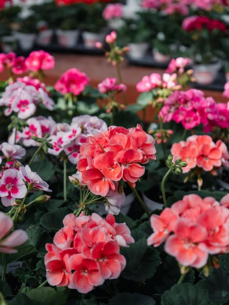 Use Geraniums For Classic Garden Color