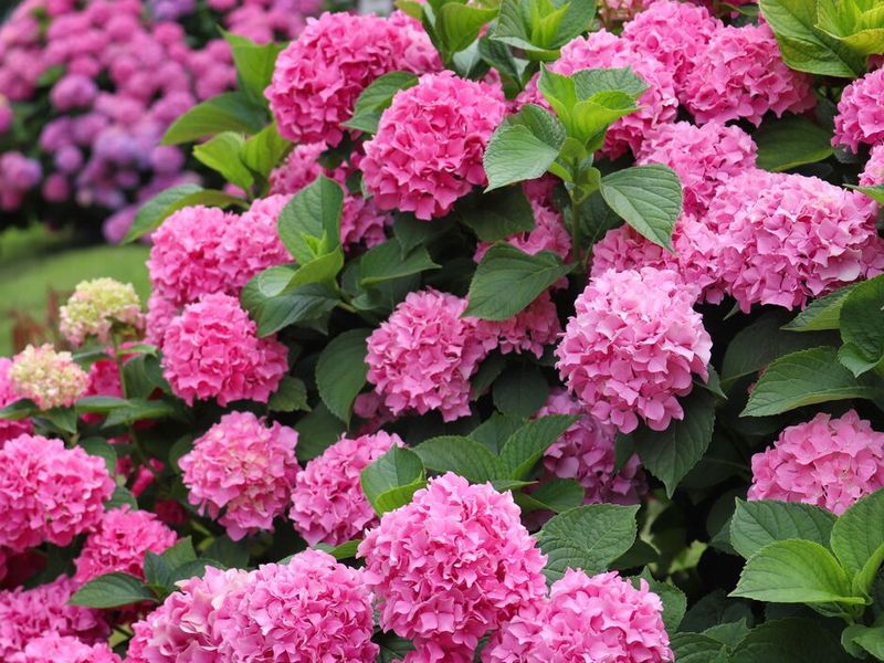 Garden Lime Raises pH And Promotes Pink Blooms