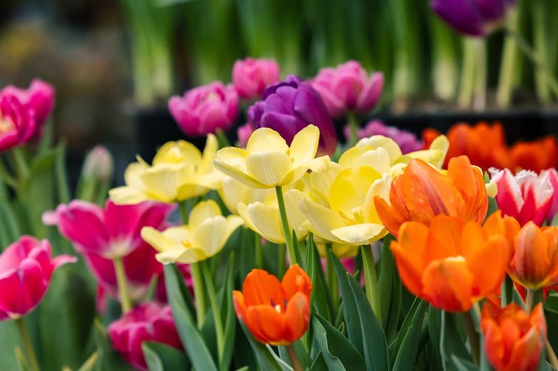 Dividing Spring-Blooming Perennials In Spring