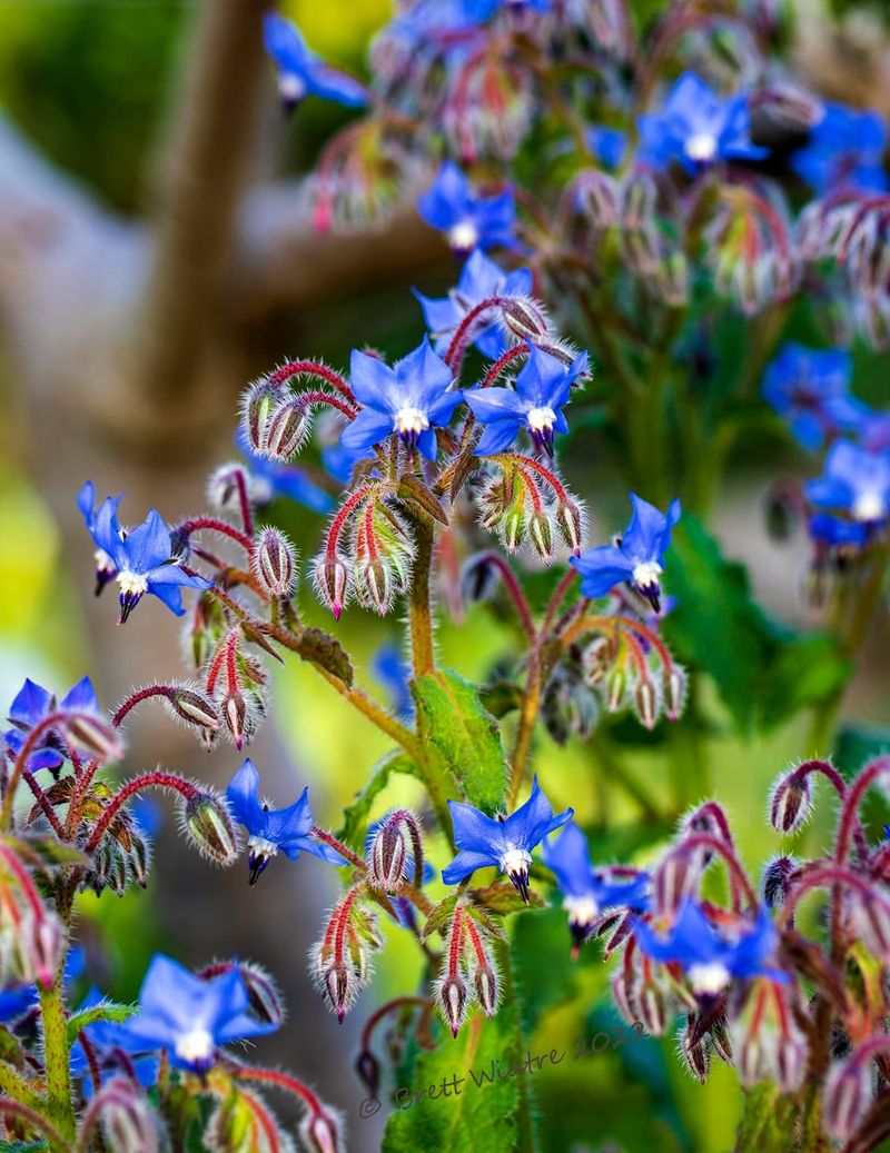 Helps Improve Soil Health