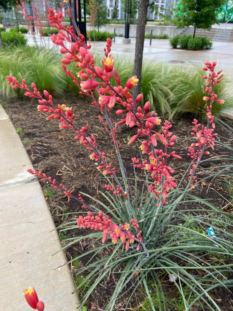 Works Well In Xeriscaping