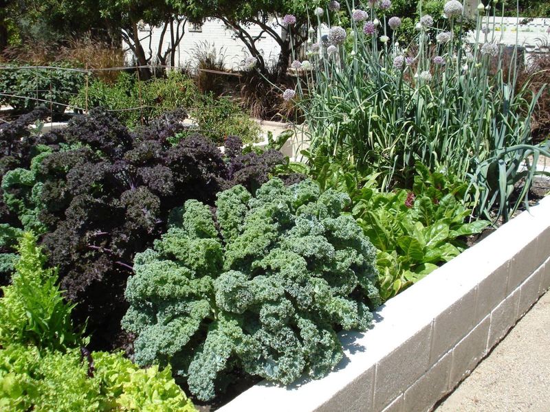 Remove Or Reduce Shade Once Plants Acclimate