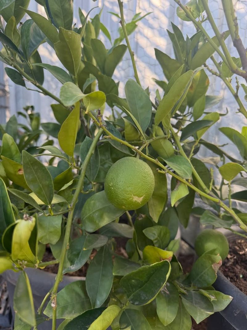 Watch For Drought Stress