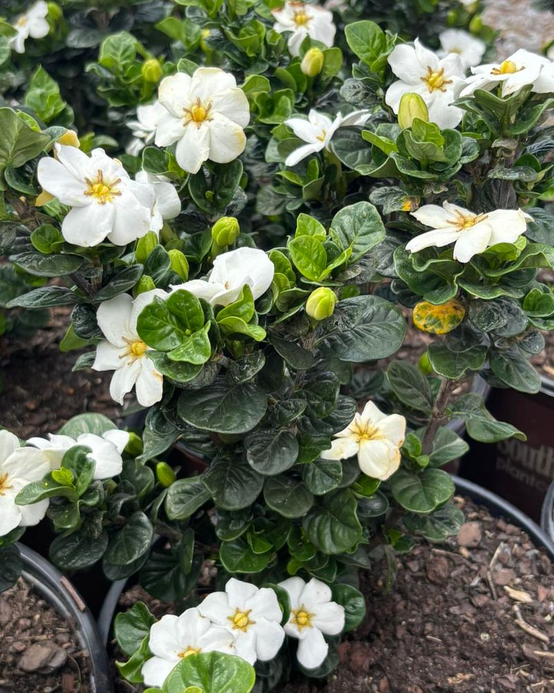 Water Deeply And Consistently As Temperatures Climb