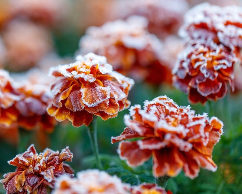Watch Frost Risk More Closely In Zone 5b