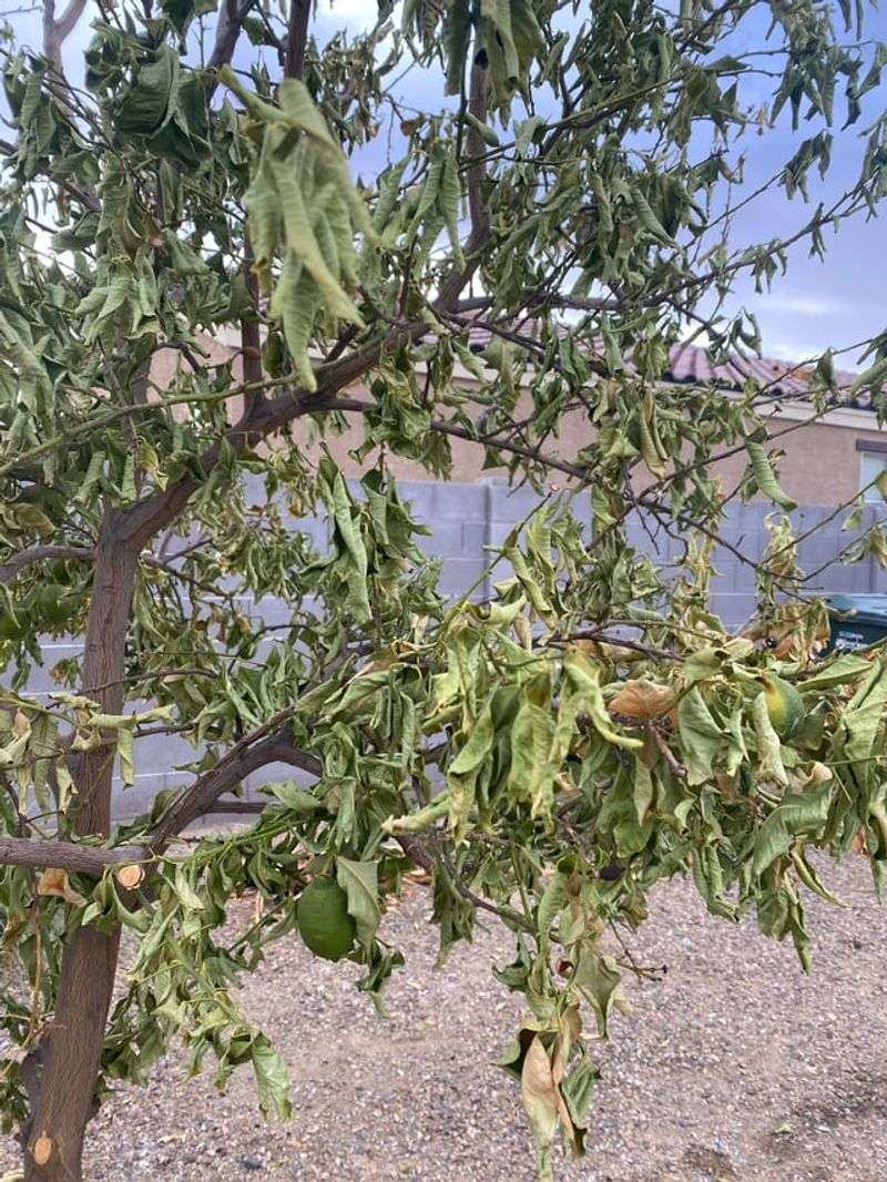 Watch For Early Signs Of Heat Stress And Act Early