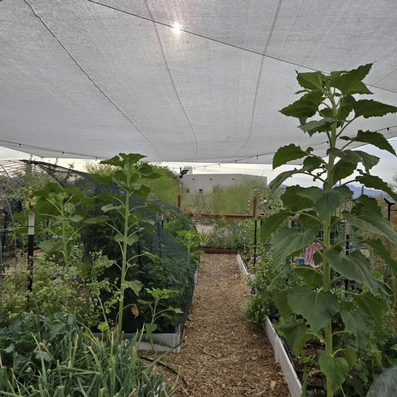 Protect Young Plants From Sudden Sun Exposure