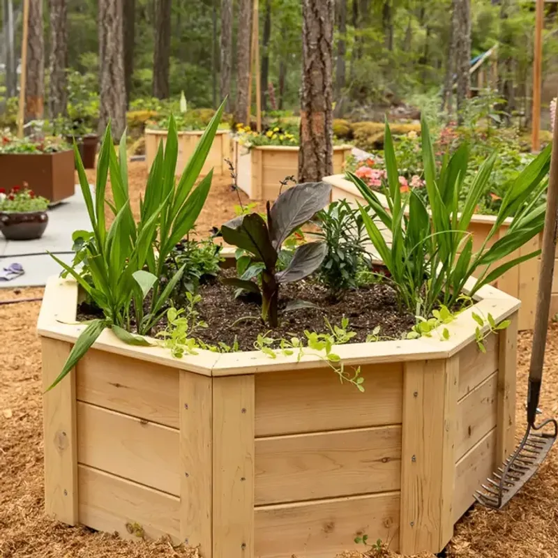 Raise Beds Slightly To Keep Roots From Sitting In Water