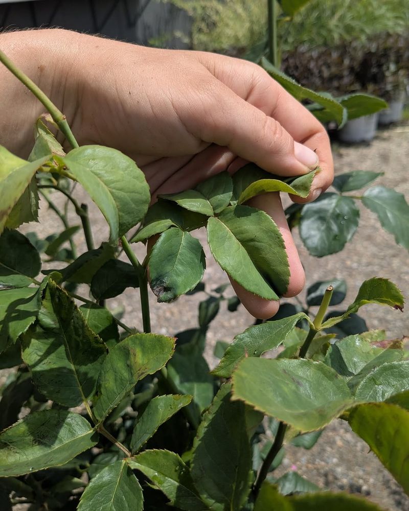 Remove Weak Growth That Struggles In Heat