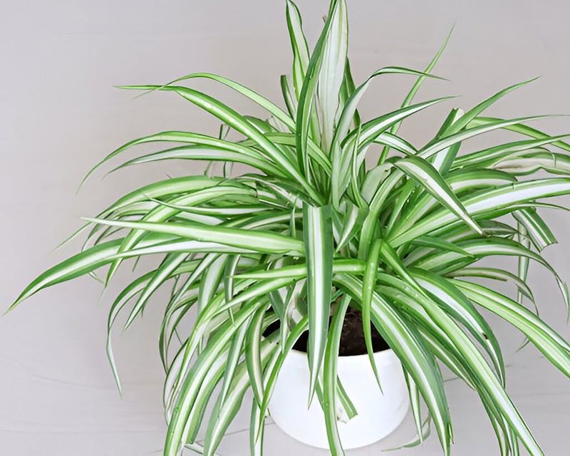 Use Light Feeding To Support Flower And Runner Growth