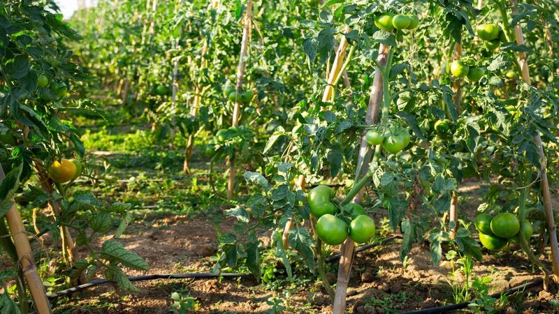 Avoid Overcrowding Even When Garden Space Feels Limited