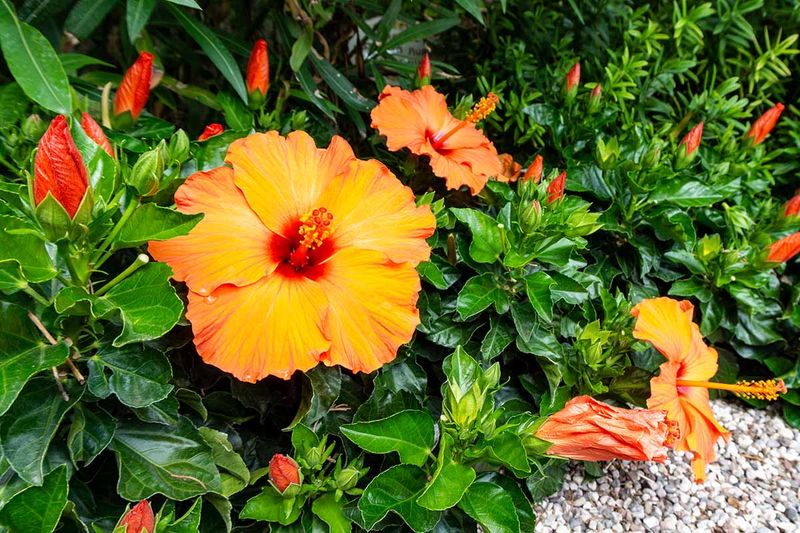 Feed Hibiscus To Support Strong Summer Blooms