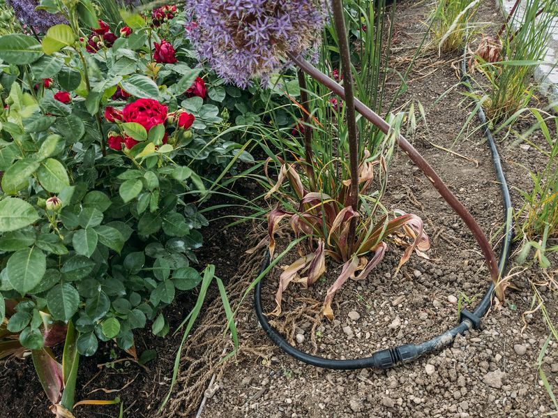 Correct Placement Ensures Water Reaches The Root Zone