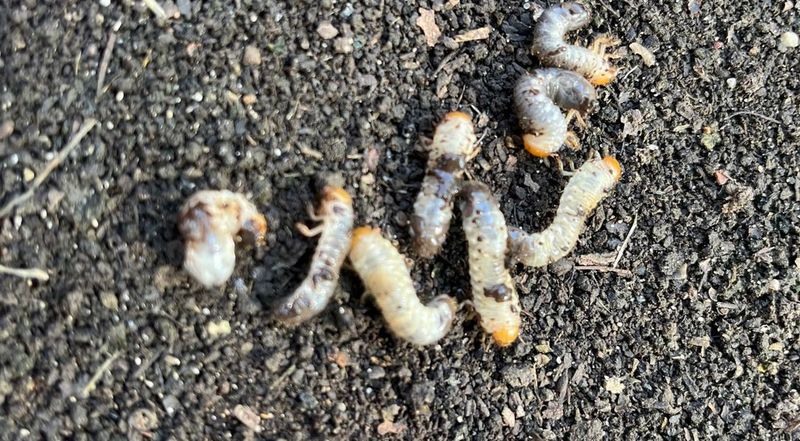 Grubs Start The Problem Below The Surface