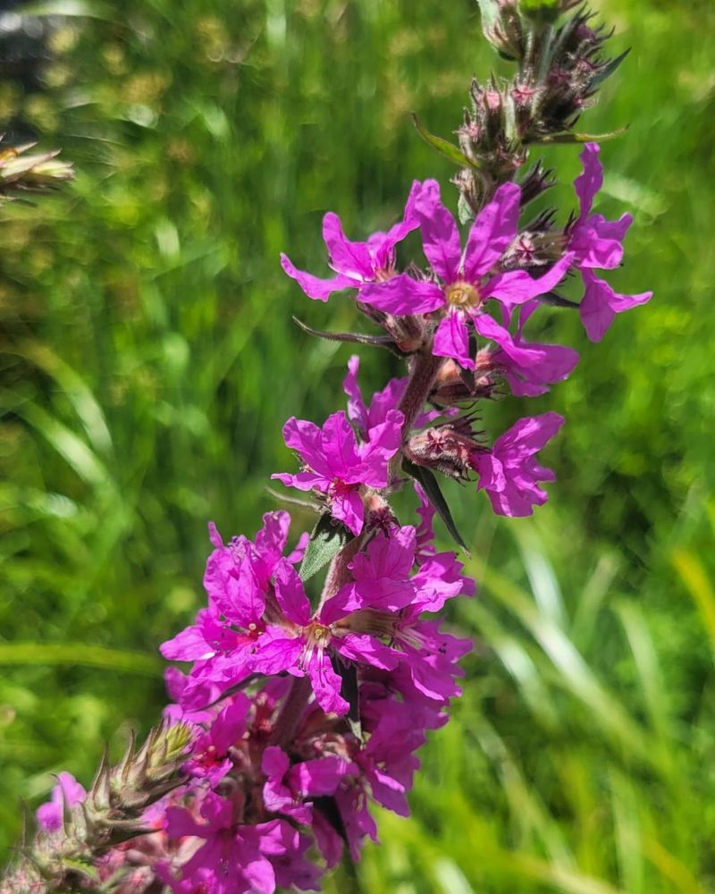 Purple Loosestrife Disrupting Wetlands And Crowding Native Plants