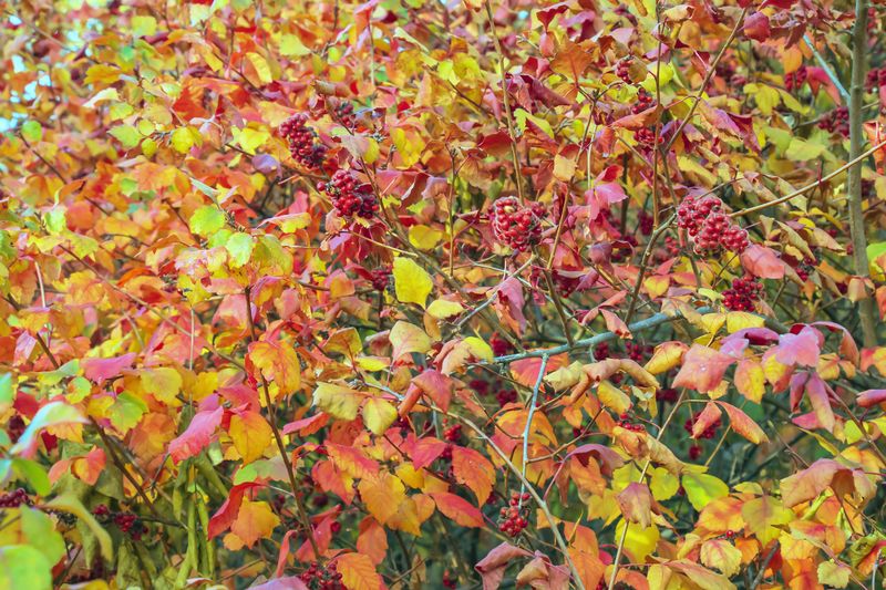 Fragrant Sumac Adds Soft Texture