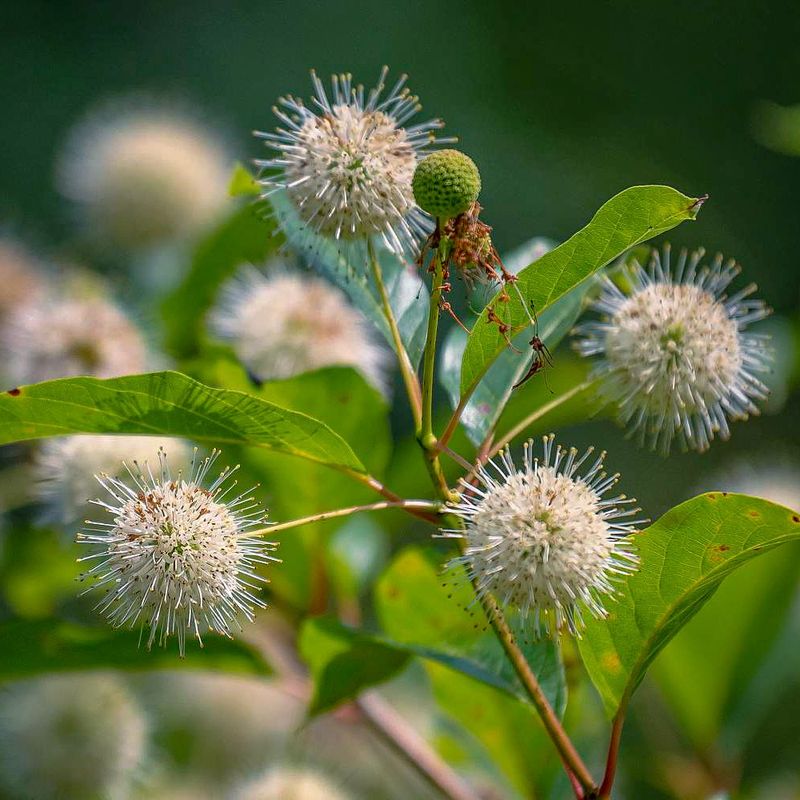 Buttonbush
