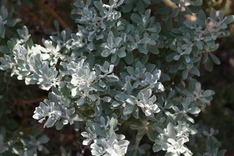Texas Barometer Bush (Leucophyllum candidum)