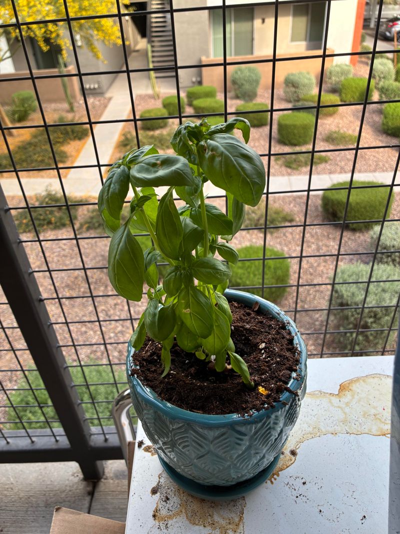 Basil Brings Fresh Flavor And Fragrance
