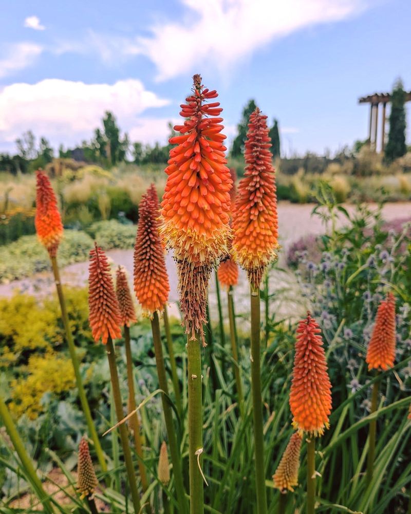 Red Hot Poker Adding Fiery Vertical Color