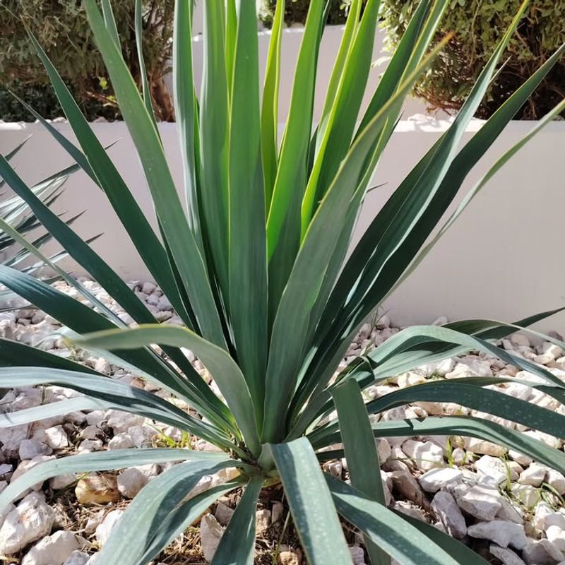 Yucca Declining In Poorly Drained Conditions