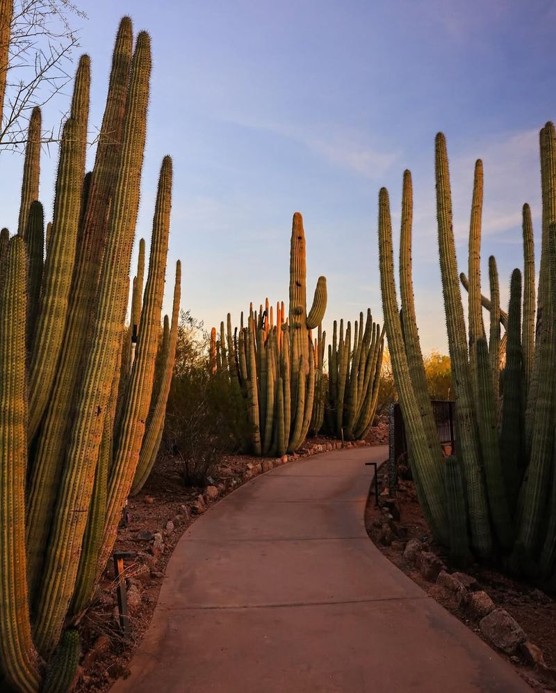 Saguaro Iconic Growth For Long-Term Impact