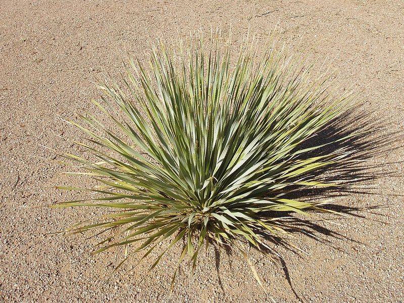 Desert Spoon Forms A Striking Shape With Blue-Green Leaves