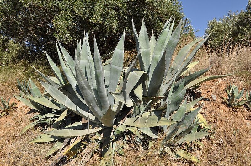 Agave Americana Creates Dramatic Focal Points