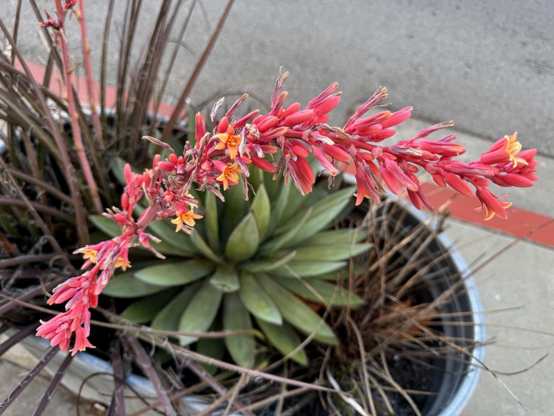 Red Yucca Handles Heat And Rarely Needs Water