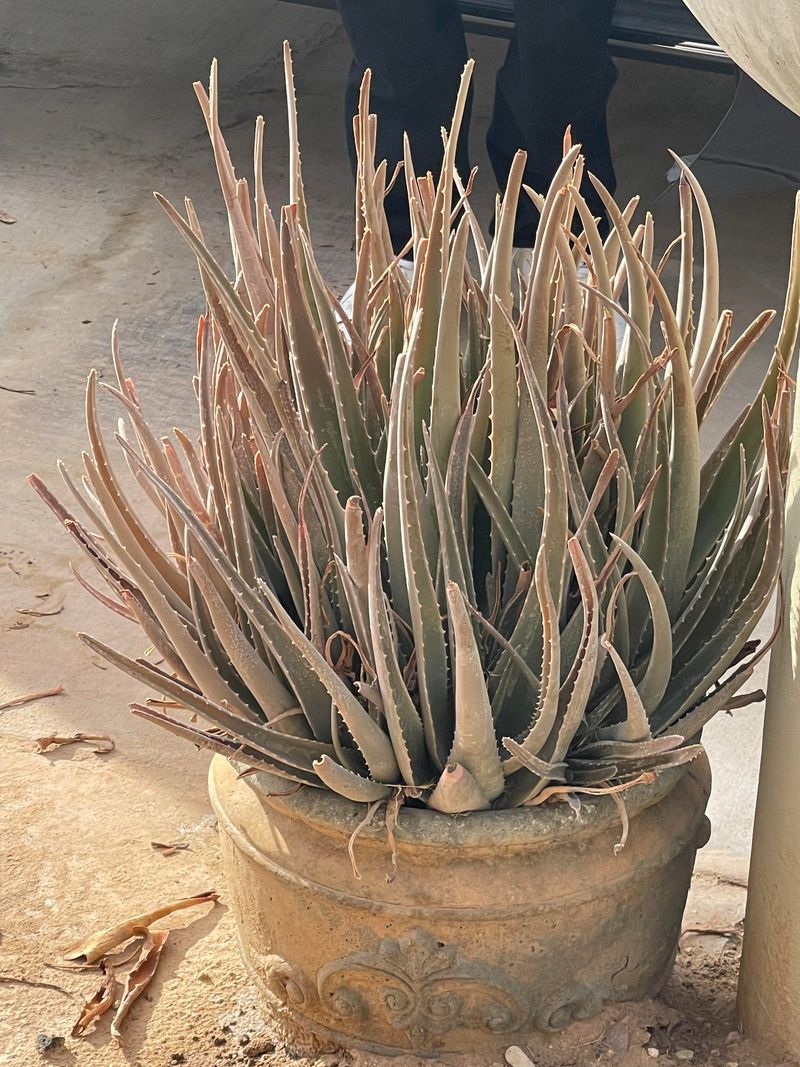 Aloe Vera Develops Root Issues With Excess Moisture