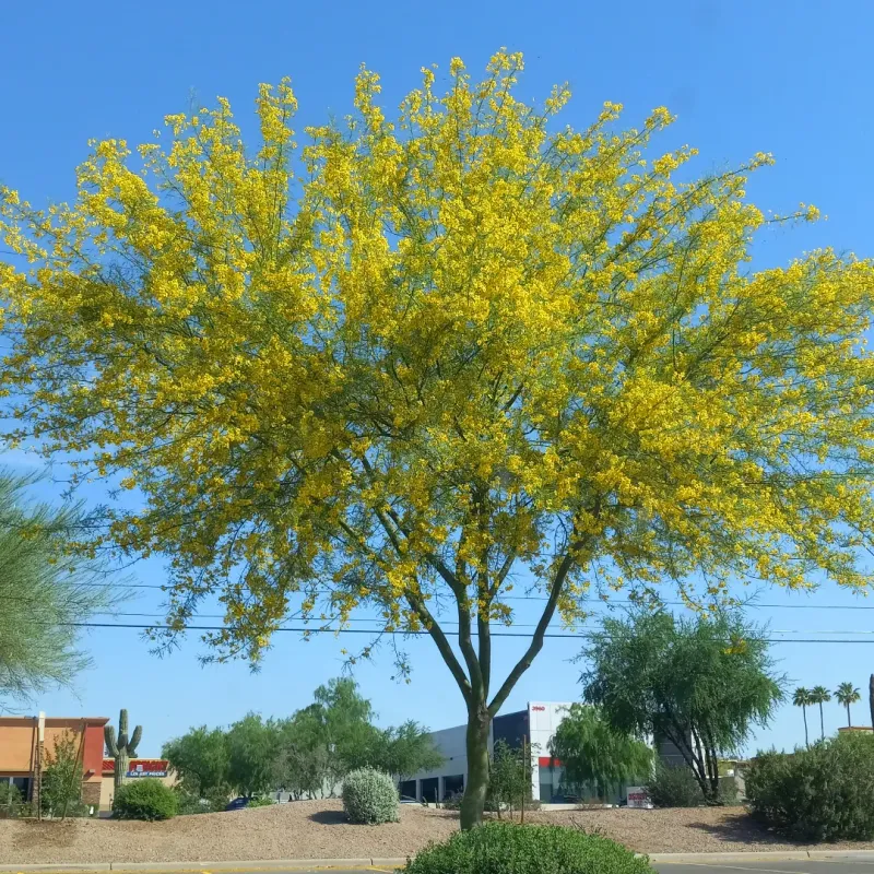Palo Verde Grows Well In Desert Soil And High Temperatures