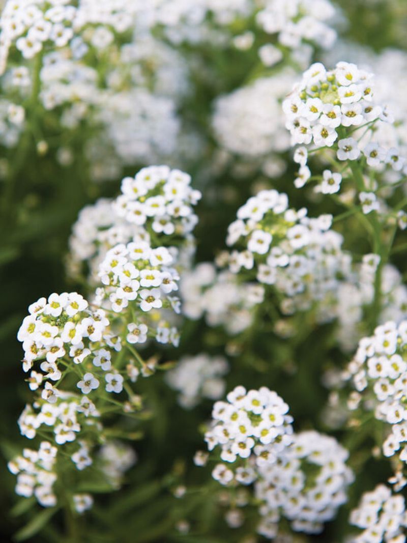 Sweet Alyssum Fills The Air With Fragrance And Tiny Flowers
