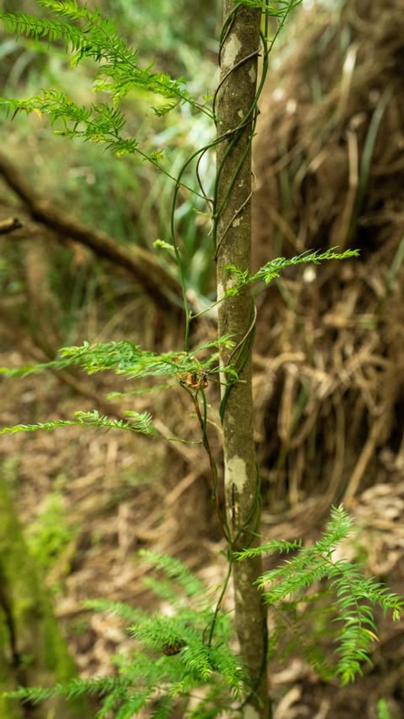 Old World Climbing Fern Takes Over Trees