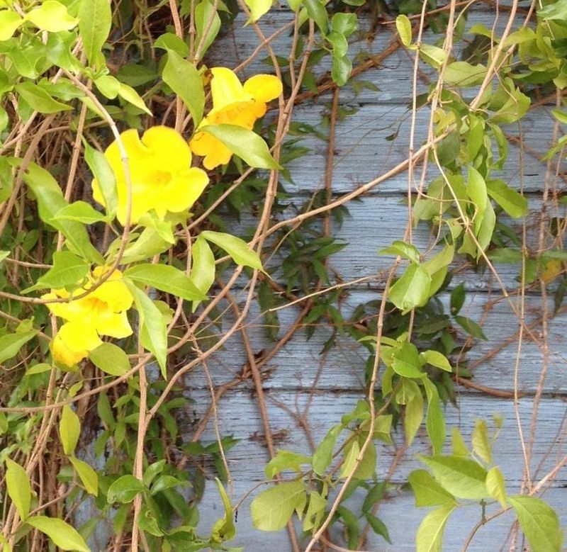 Cat's Claw Vine Becomes Hard To Control Fast