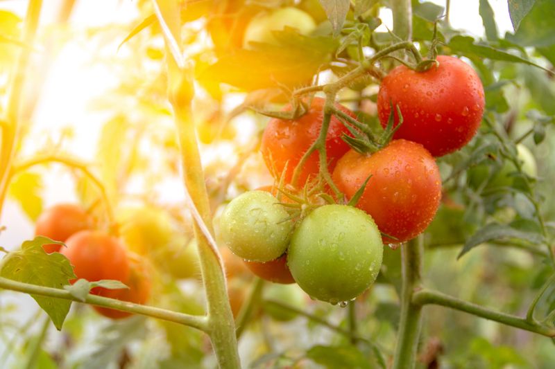 Sunlight Access Directly Impacts Fruit Production