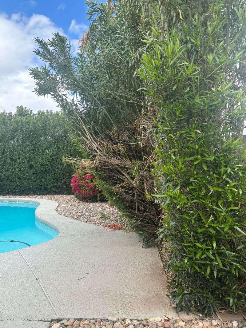 Its Dense Growth Can Require Frequent Maintenance