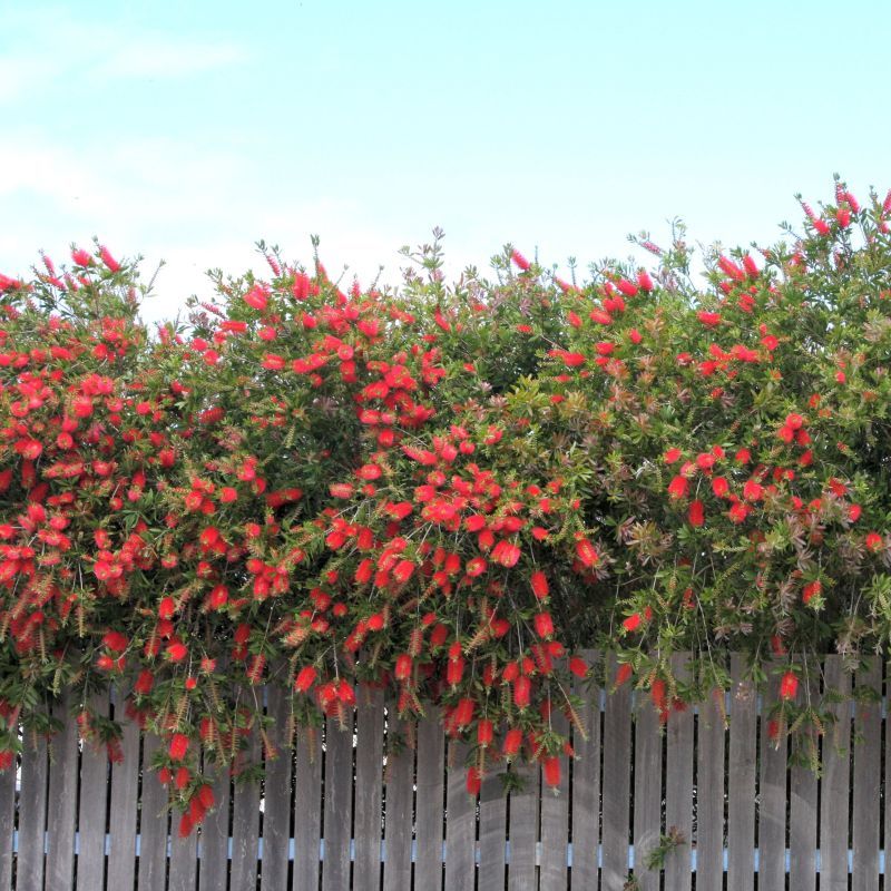 Bottlebrush Shows Unique Red Blooms On Hardy Shrubs