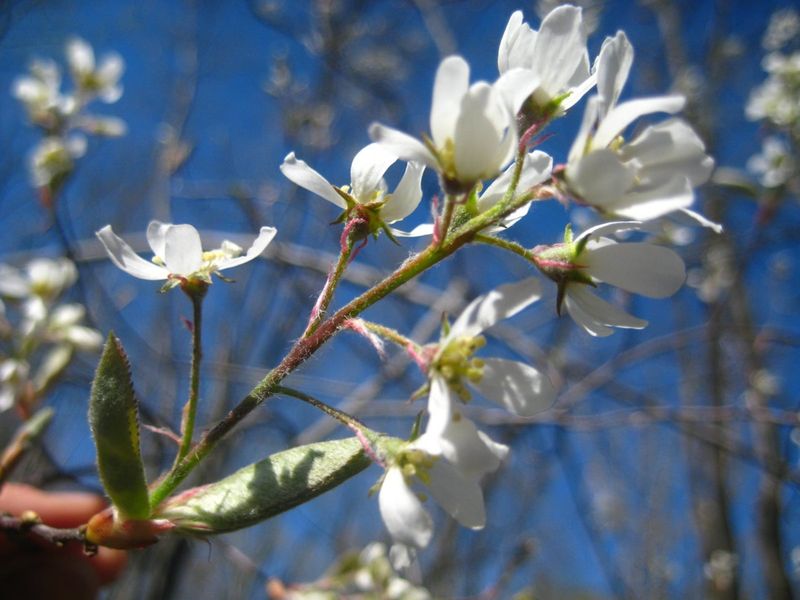 Downy Serviceberry (Amelanchier arborea)