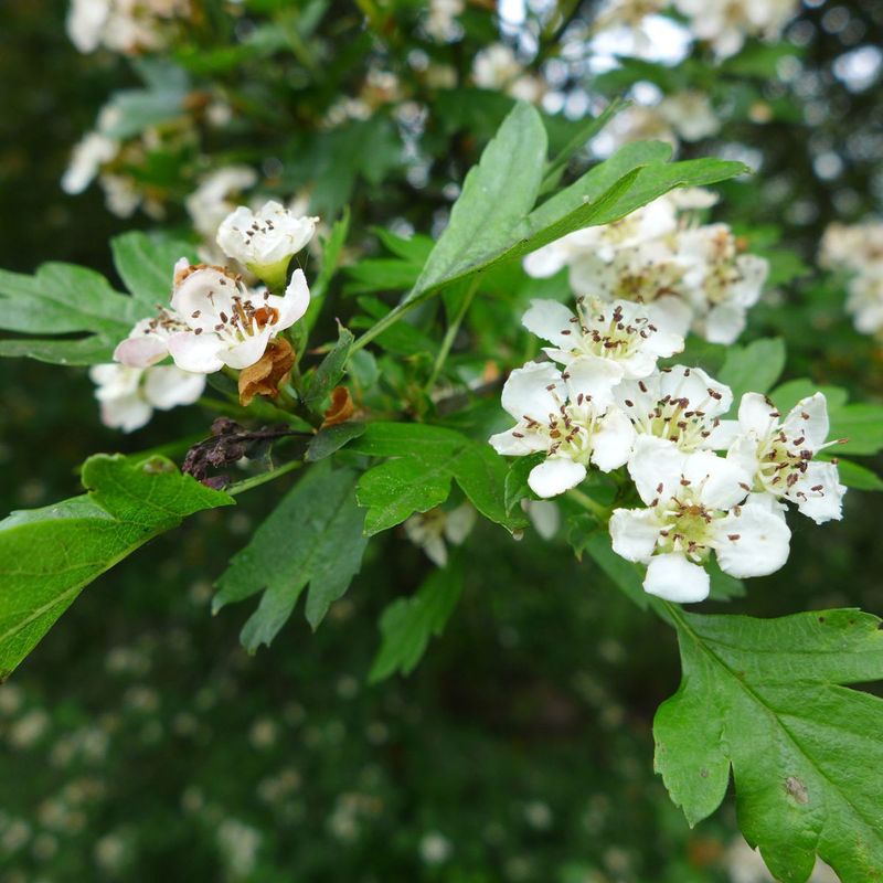 Pennsylvania Hawthorn 