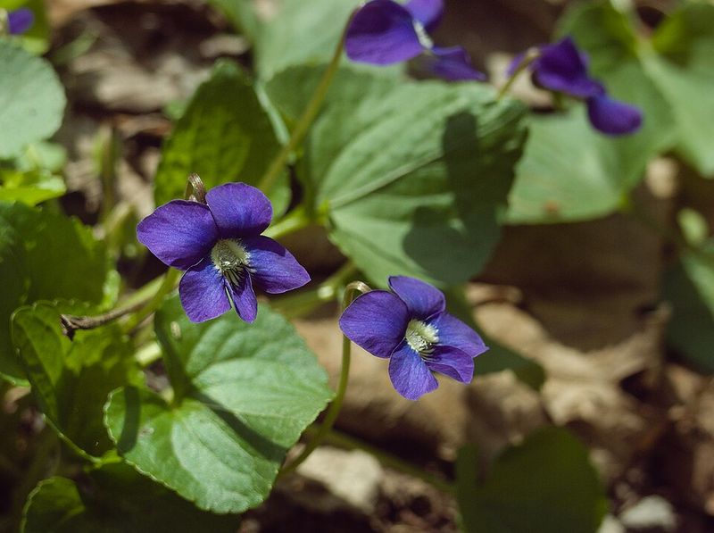 Common Blue Violet Spreads Quickly And Fills Patchy Lawn Areas