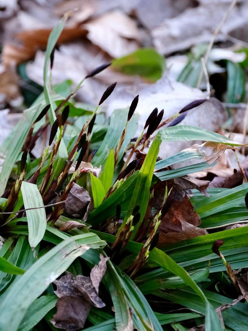 Plantain-Leaved Sedge (Carex Plantaginea)