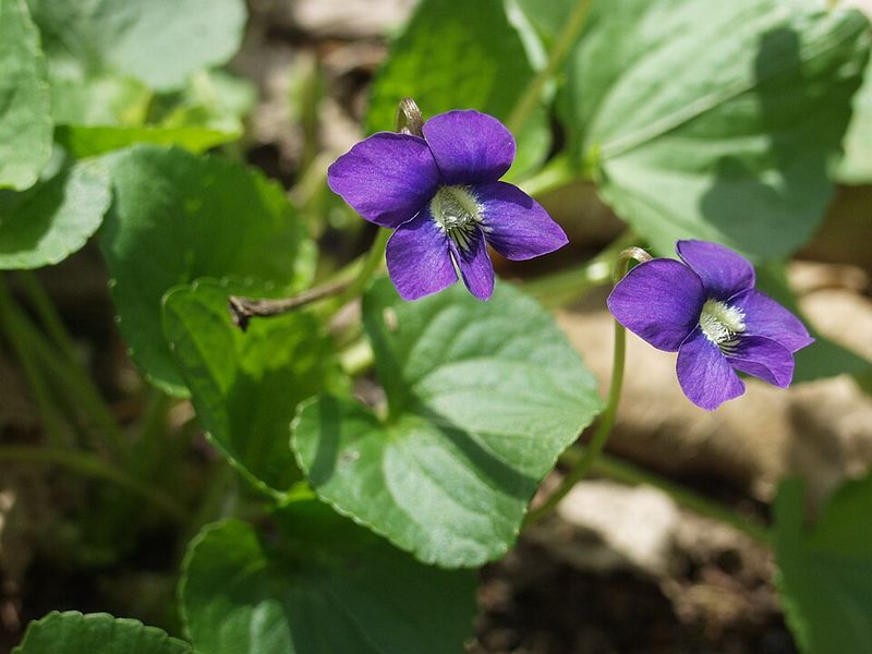 Native Violet Fills Spaces With A Soft Natural Appearance